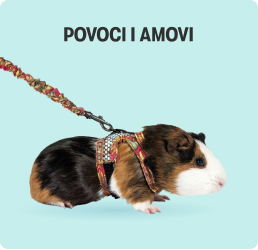 Povoci i amovi