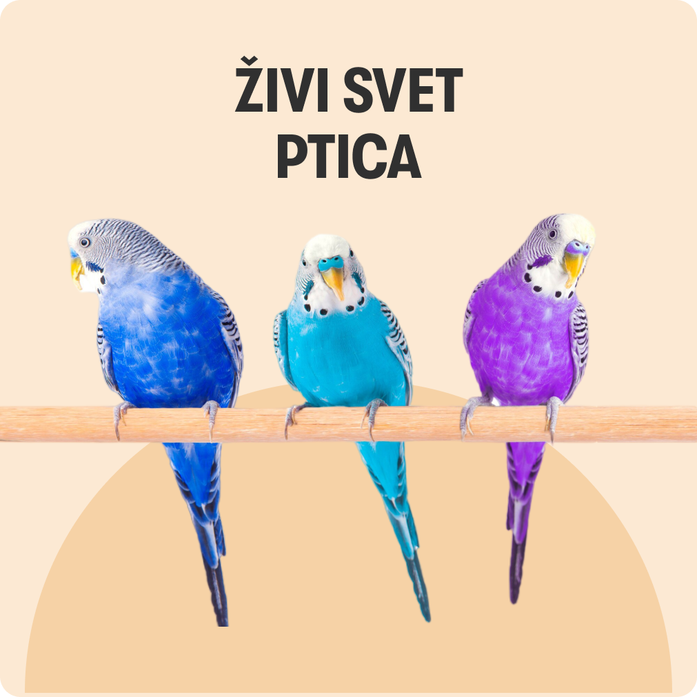 Živi program