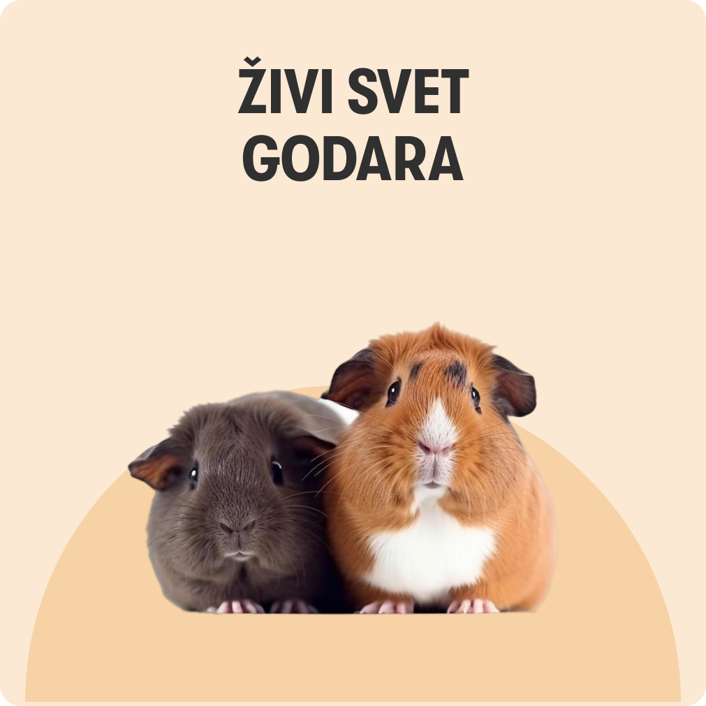 Živi program